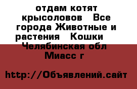 отдам котят крысоловов - Все города Животные и растения » Кошки   . Челябинская обл.,Миасс г.